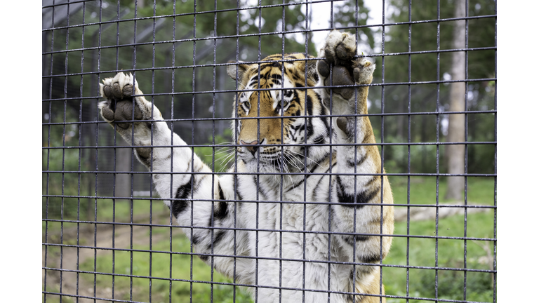 A tiger behind a fence in a zoo setting