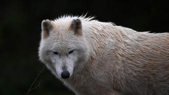 The Dire Wolf has been De-Extinct Sparking Ethics Debate