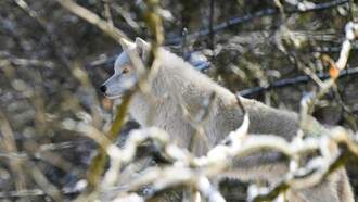 Dire Wolves The First Animal To Be Revived From Extinction 