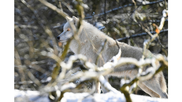 FRANCE-ANIMAL-ZOO-ENVIRONMENT