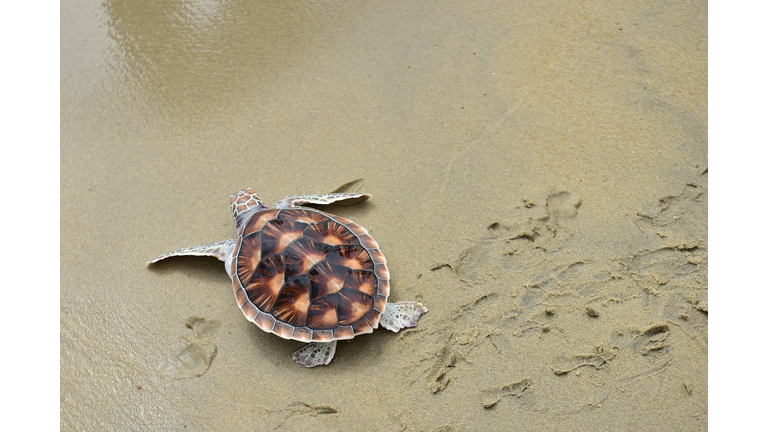 THAILAND-ENVIRONMENT-WORLD-OCEANS-DAY