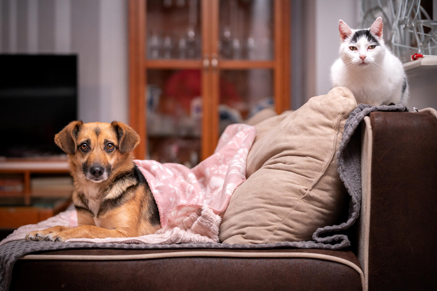 Dog and cat on the couch at home.