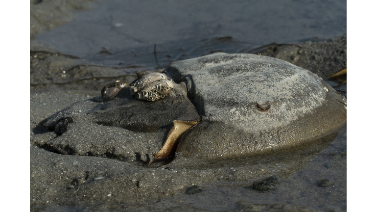 US-ENVIRONMENT-CONSERVATION-HORSESHOE-CRABS