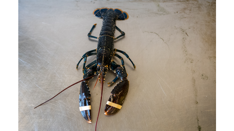 Bridlington Shellfish Industry Five Years On From Brexit