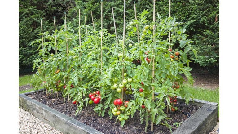 Tomato plants with ripe tomatoes growing outdoors in England UK