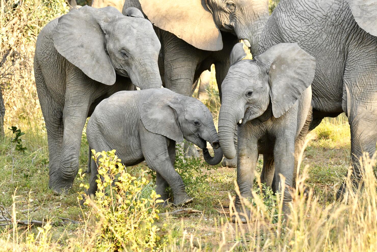 Small Medium Large Wild elephants in South Africa