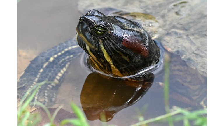 SINGAPORE-ENVIRONMENT-ANIMAL