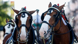 World-Famous Budweiser Clydesdales Coming to Corpus Christi