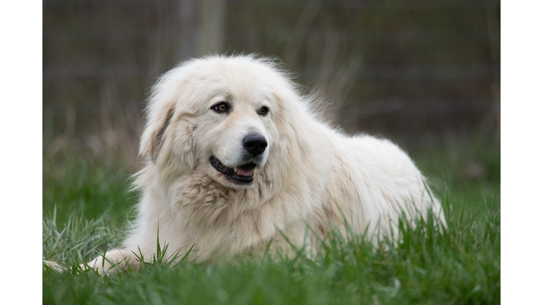 Great Pyrenees Dog