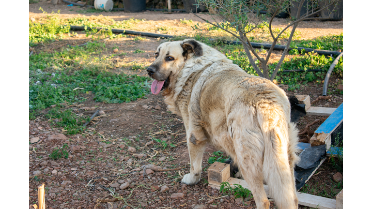 White Mastiff showing its tongue. Purebred Mastiff dog. Beautiful big Tibetan mastiff dog. Spanish Mastiff dog with yellow coat on the grass.