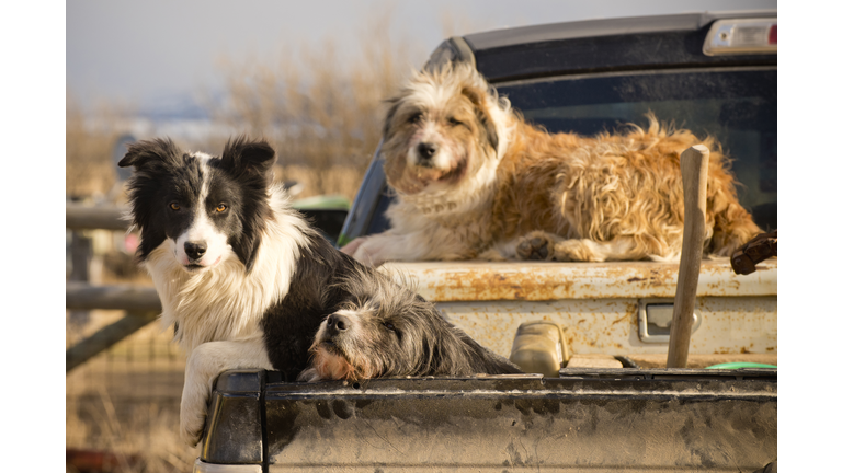 Dogs await instructions on Montana ranch