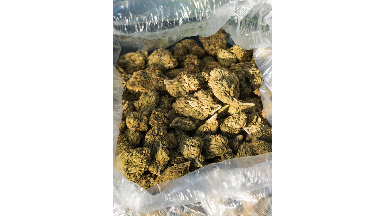 One Pound of Organic Cannabis
