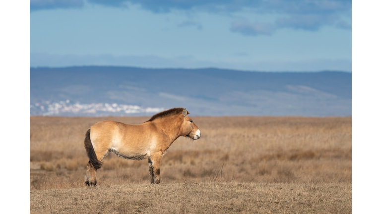 A Przewalski horse in National park Neusiedler See