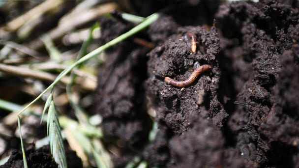 W. MI company using worms to reduce food waste 
