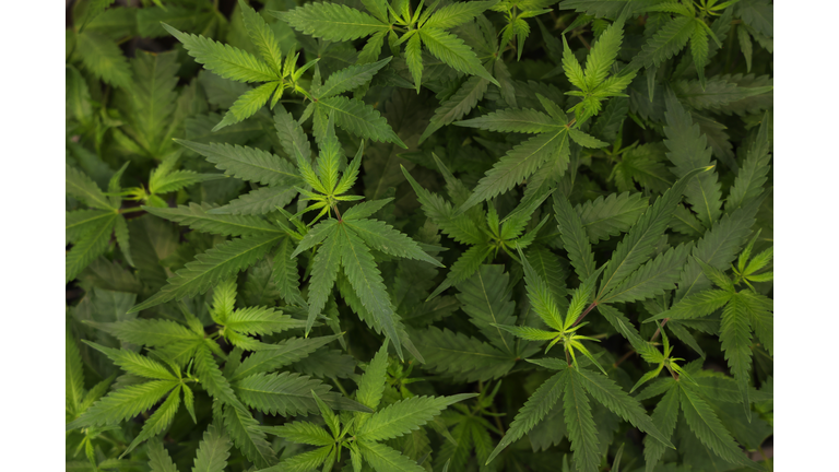 Mary Jane Cannabis And Hemp Trade Fair