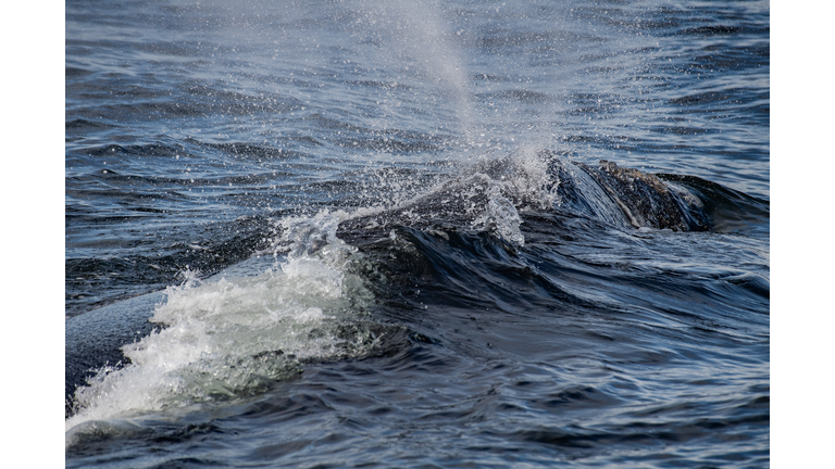 US-ENVIRONMENT-ANIMAL-CONSERVATION-RIGHTWHALE