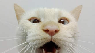 Driver Stunned When Bald Eagle Dropped A Cat Through Her Windshield