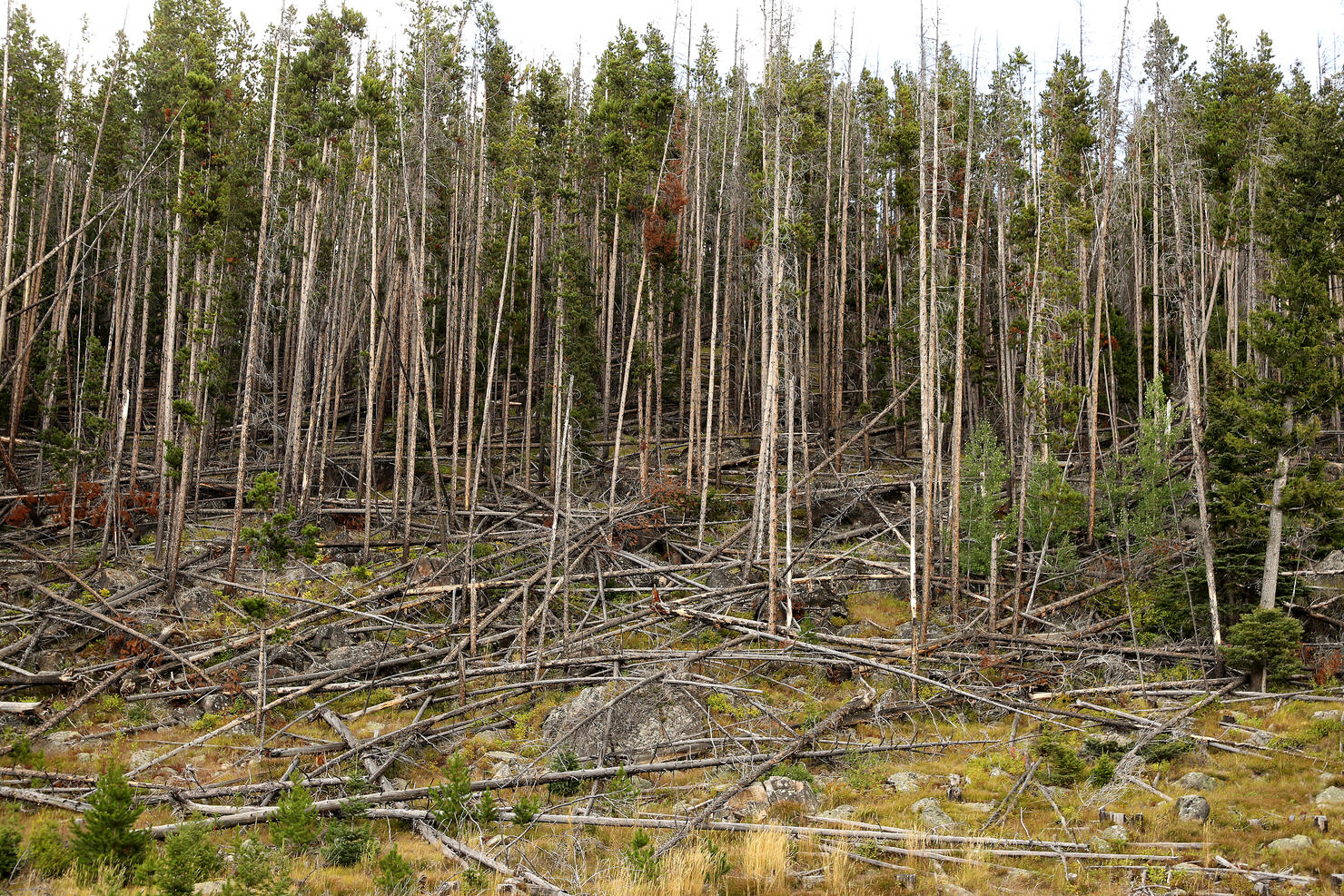 Montana Forests Struggle With Climate Change
