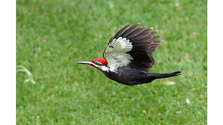 A Pileated Woodpecker (Dryocopus pileatu