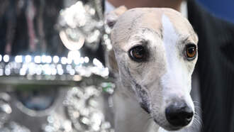 Heartwarming Dogumentary 'Abby's List' Lands Rare AMC Theatrical Release 