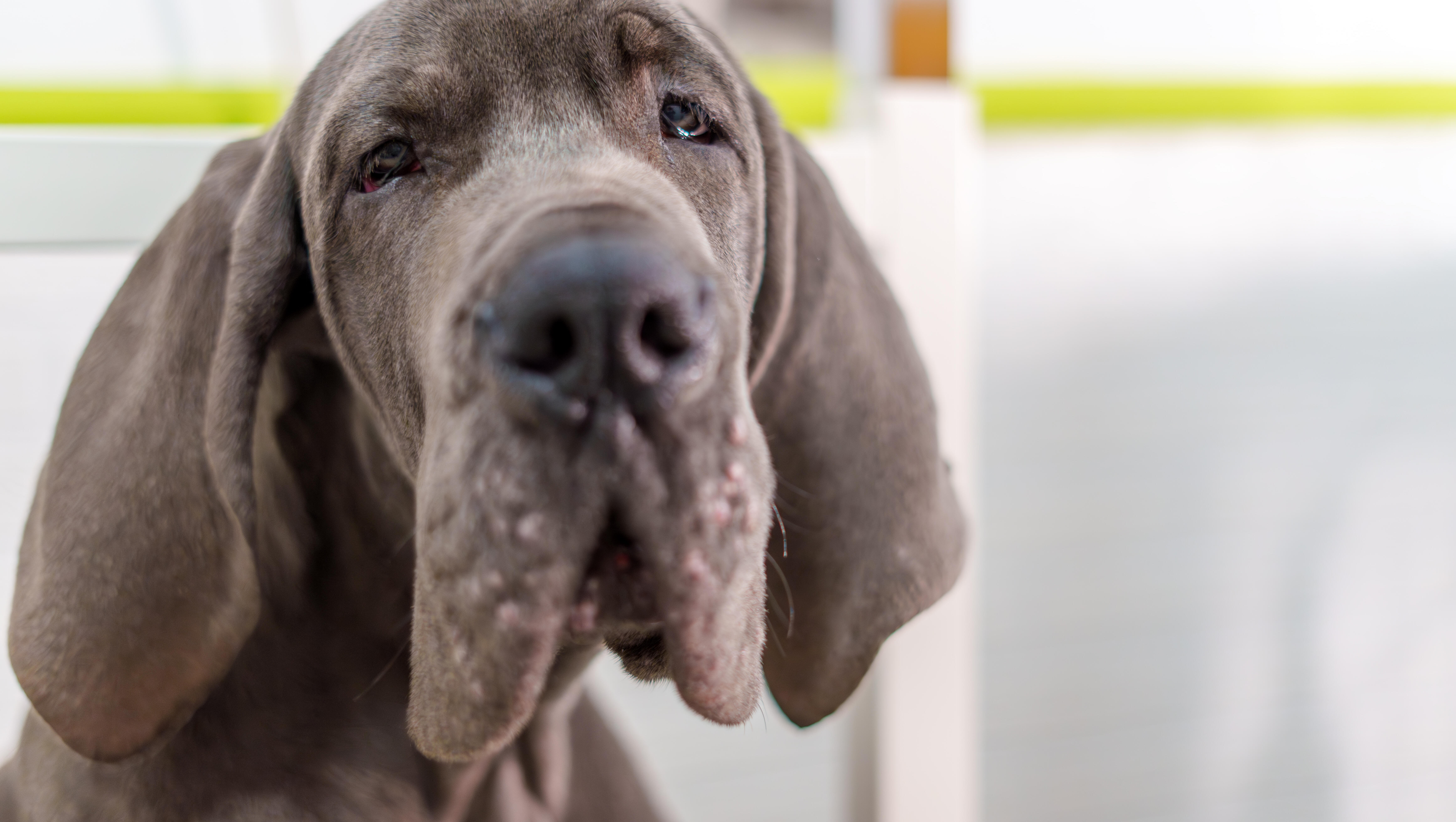 Nurse Cops Plea In Dog Abandonment