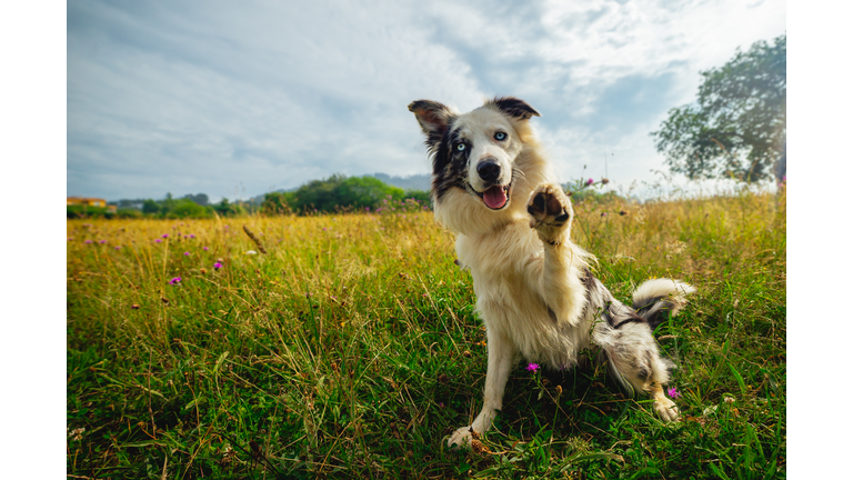 dog giving the paw