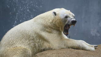 Worker Ignored Warning Not To Photograph Animals, Got Mauled By Polar Bears