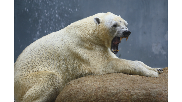wildlife