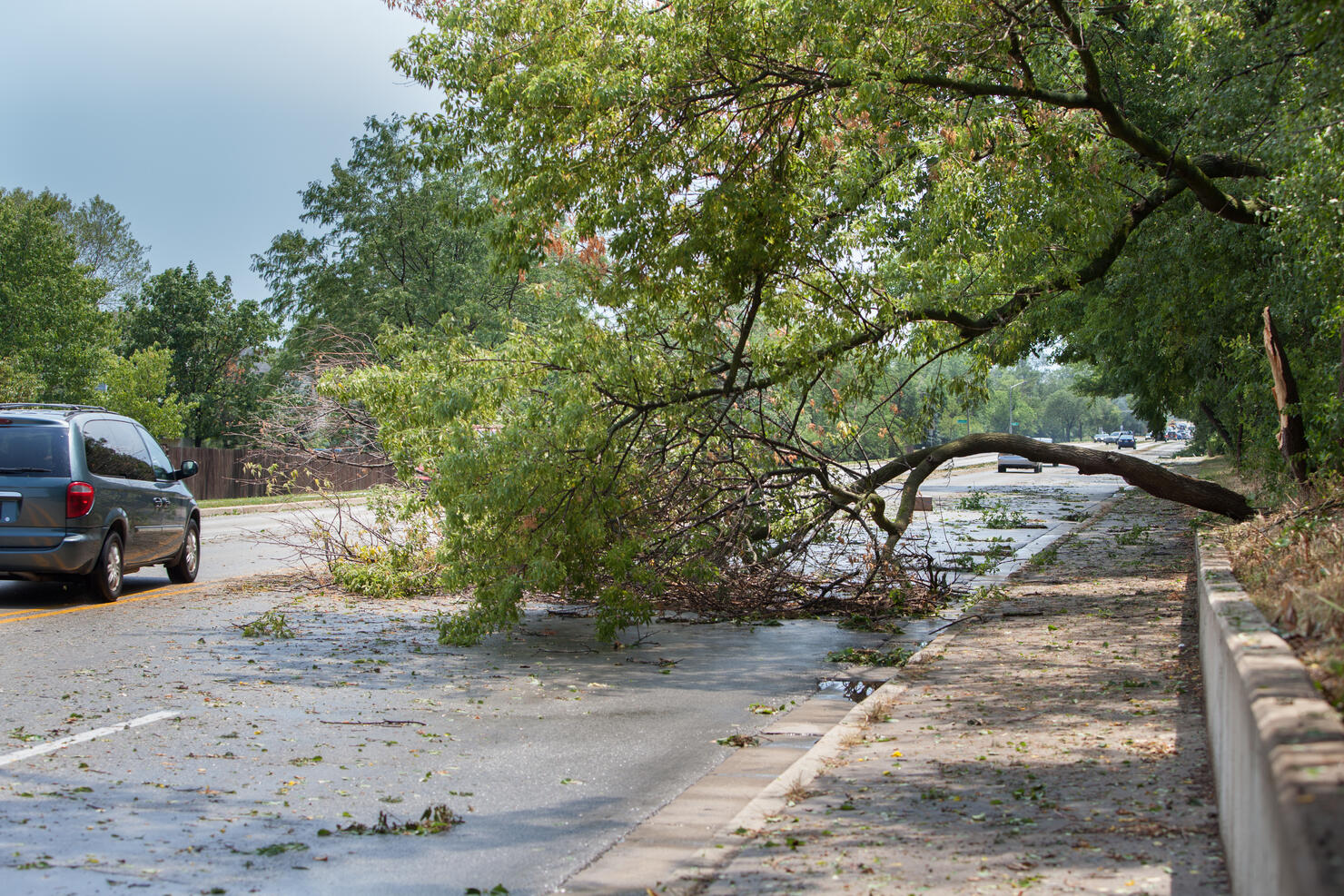 storm damaged tree blocks road