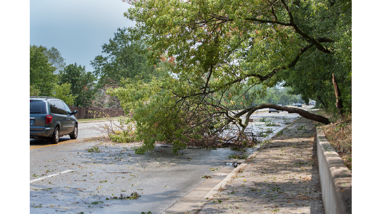 storm damaged tree blocks road