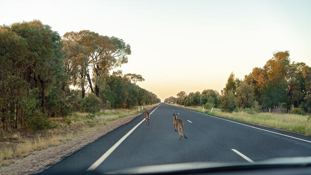 Runaway Kangaroo Causes Two Cars To Crash On Major Highway