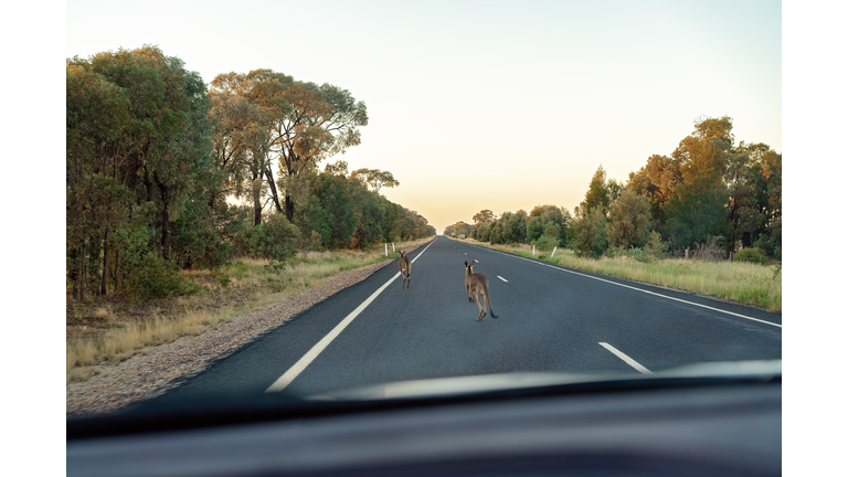 Australian Kangaroos Hopping On Road