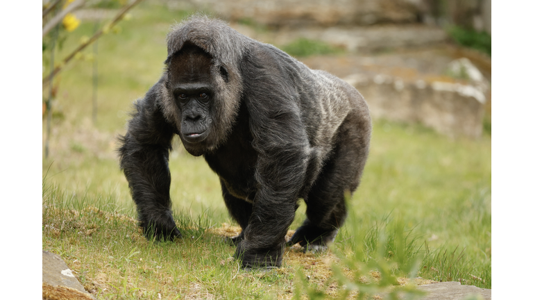 GERMANY-ANIMAL-ZOO-GORILLA