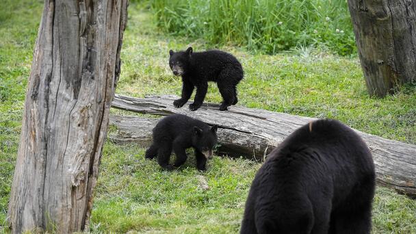 Woman Uses Baked Goods To Fend Off Bear