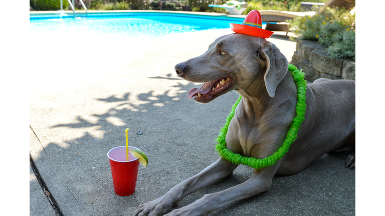 Weimaraner dog poolside with a party cup and dressed in mini sombrero and lei for cinco de mayo