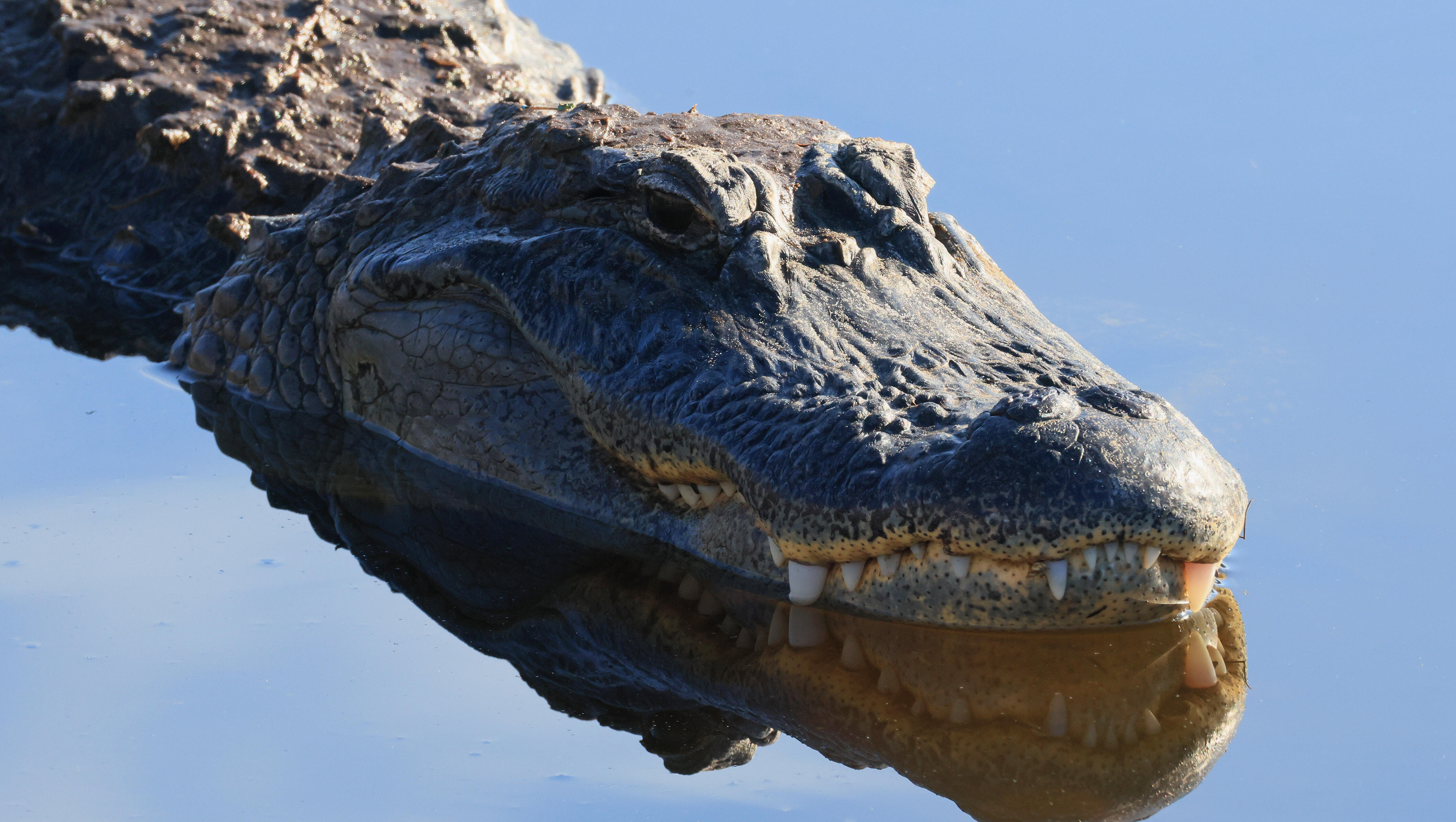 WTF!!? Alligator Tries to GET IN THE HOUSE!!!