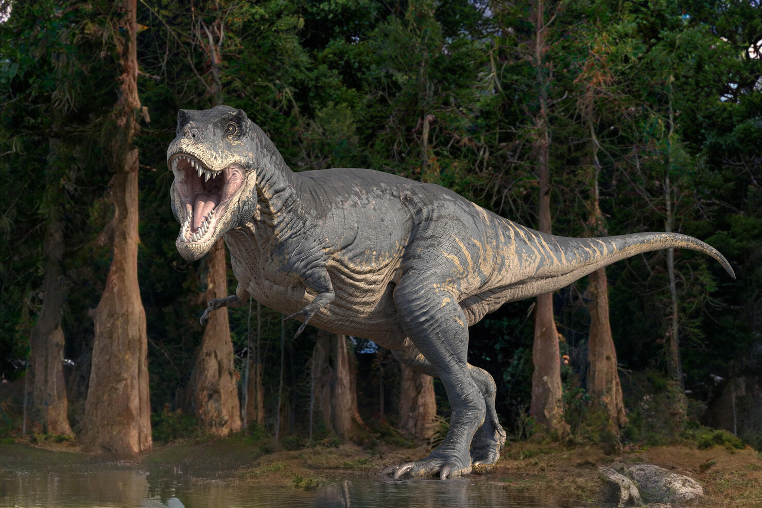 Tyrannosaurus rex dinosaur, illustration
