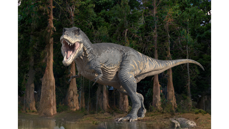 Tyrannosaurus rex dinosaur, illustration