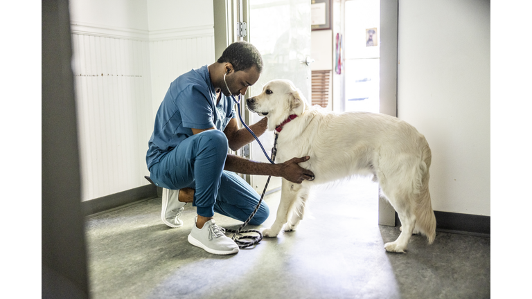 Veterinarian in scrubs examining dog in veterinarians exam room
