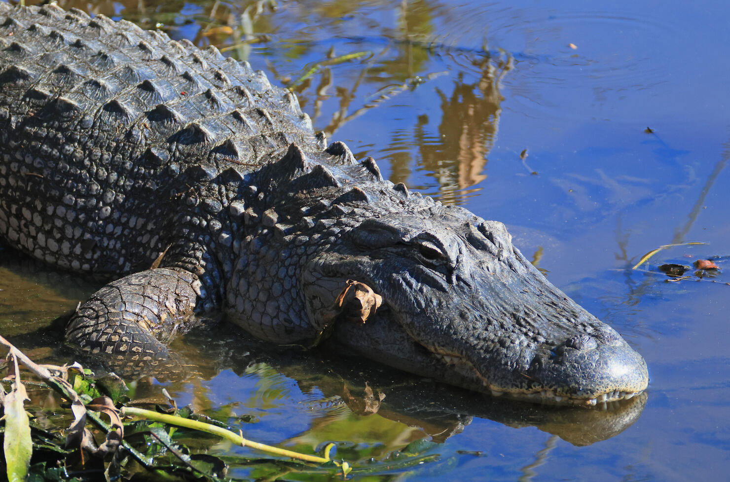 Florida Wildlife