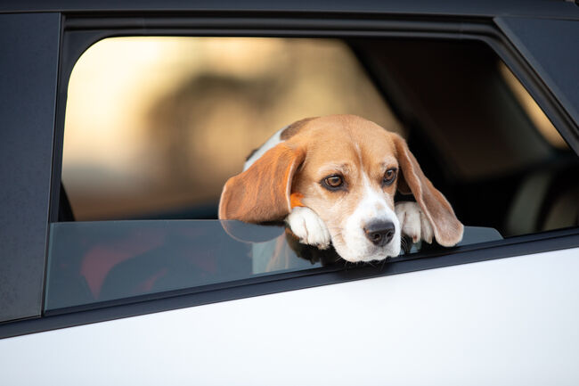 Dog hanging head out the open car window.