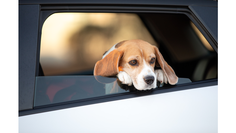 Dog hanging head out the open car window.