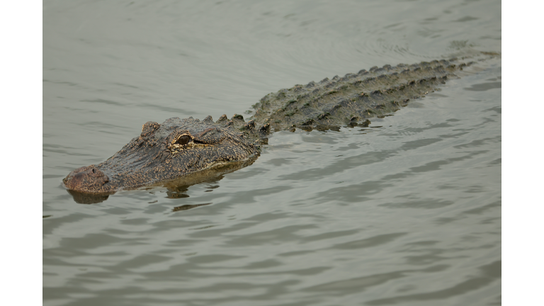 Zurich Classic of New Orleans - Day One