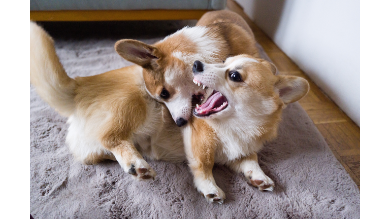 Two puppies play with each other