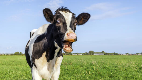 Half-Ton Cow Tramples And Nearly Kills Woman In 30-Second Attack