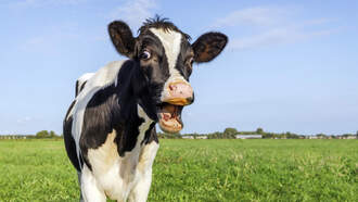 Study Shows That Cow Cells Can Become Immortal