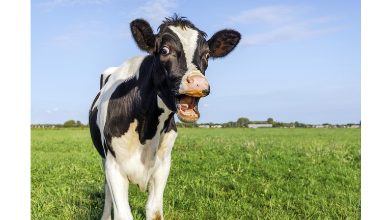 Funny portrait of a screaming cow, showing gums, teeth and tongue