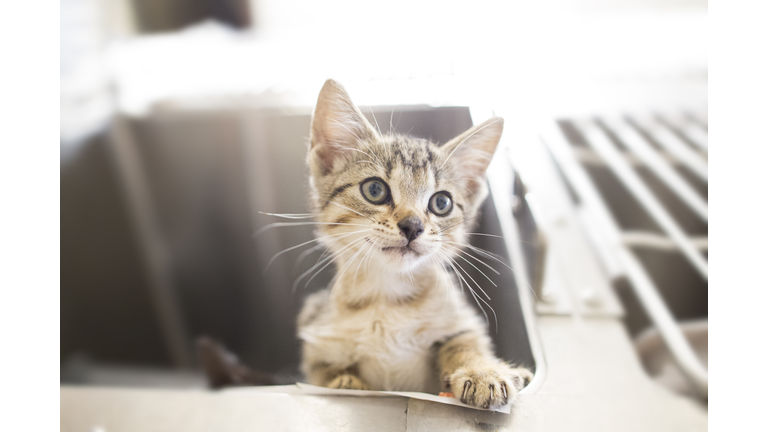 Adoption day