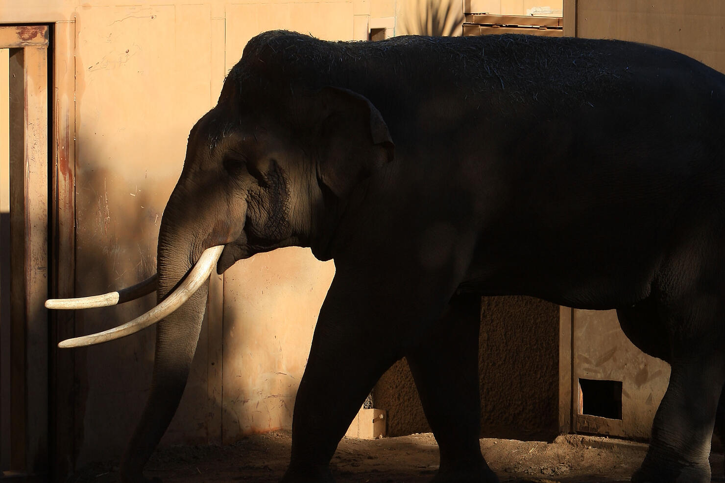City Council To Vote On Fate Of Controversial Elephant Exhibit at L.A. Zoo