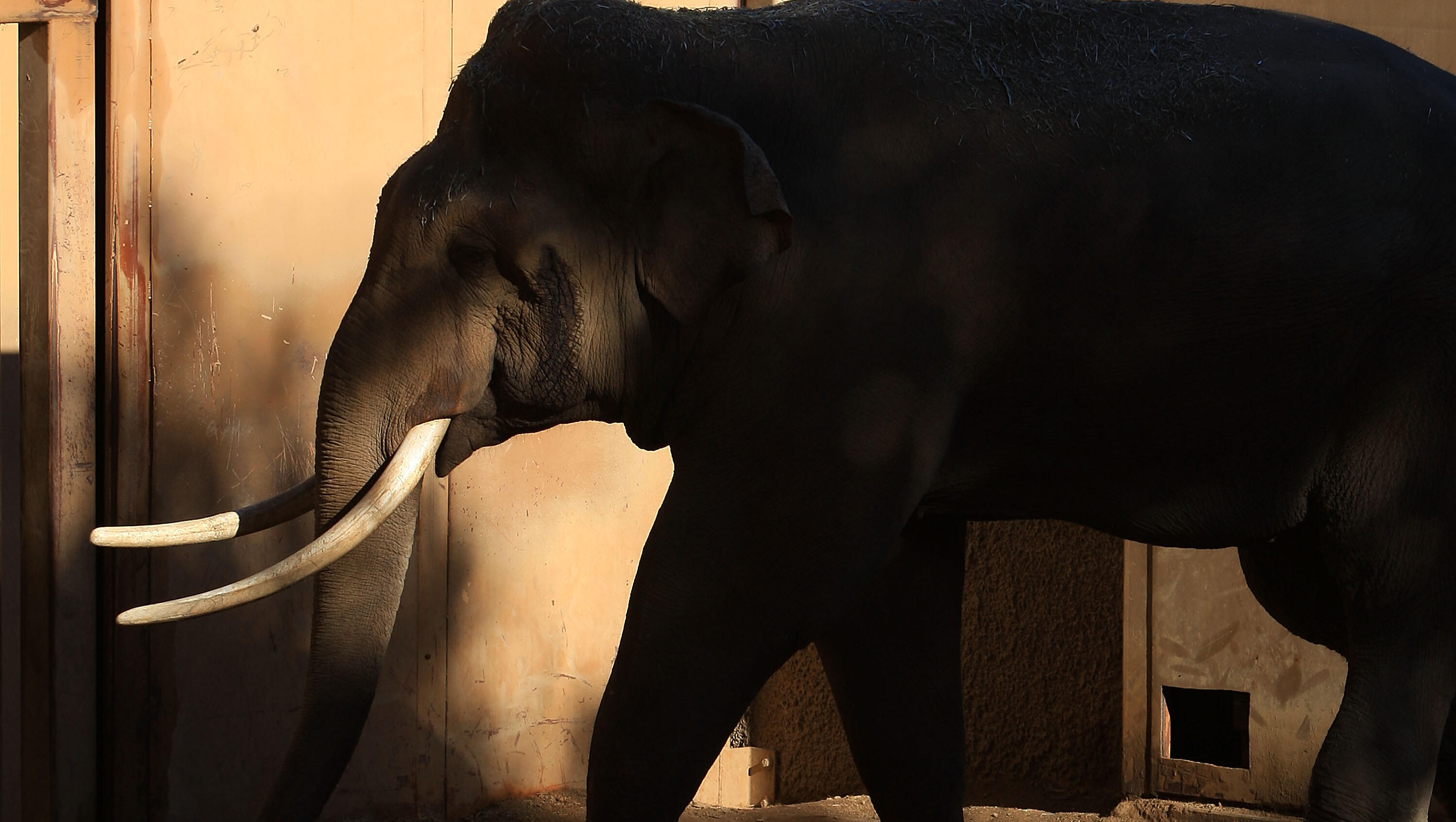Cher, Lawsuit and a Jumbo Jam: LA Elephants Caught in Quarrel Over Transfer